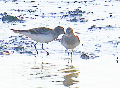 jespák tundrový - ML644551841