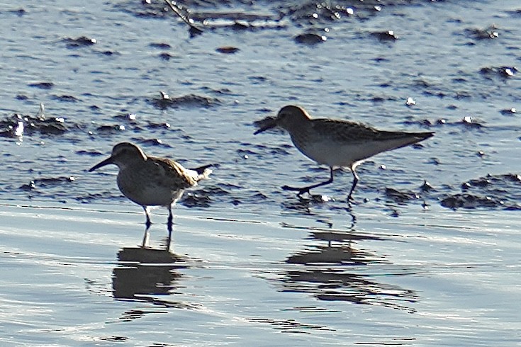 jespák tundrový - ML644551842