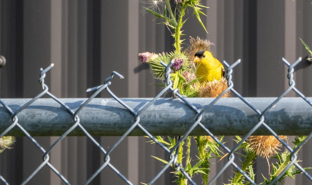 American Goldfinch - ML644551849