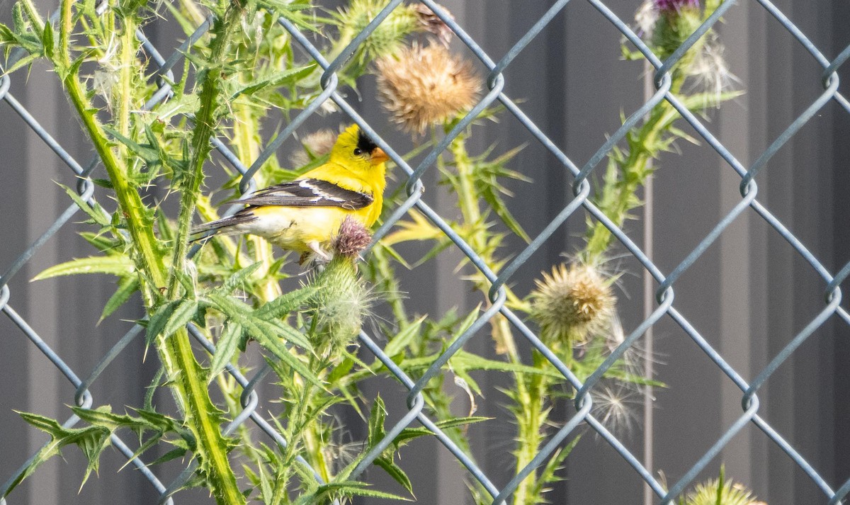 American Goldfinch - ML644551850