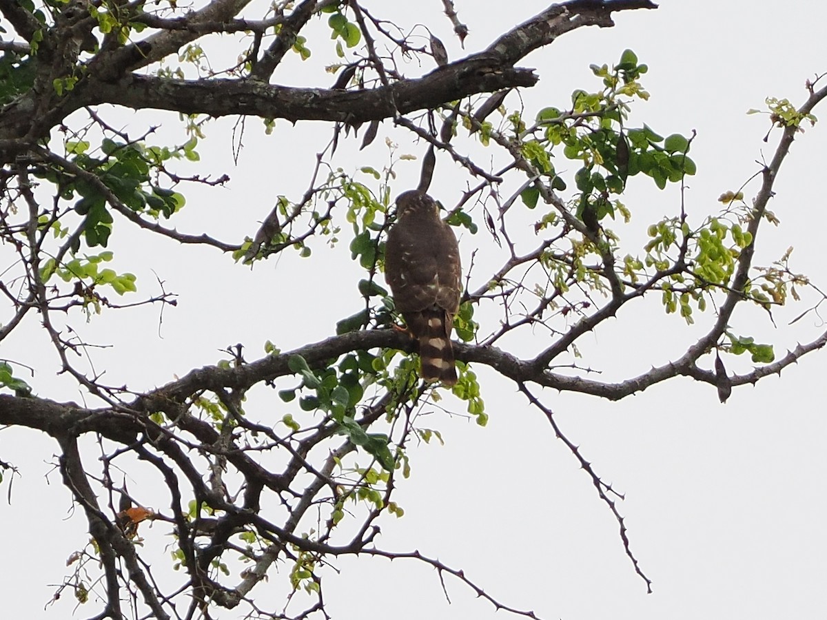 Zwergsperber - ML644551852