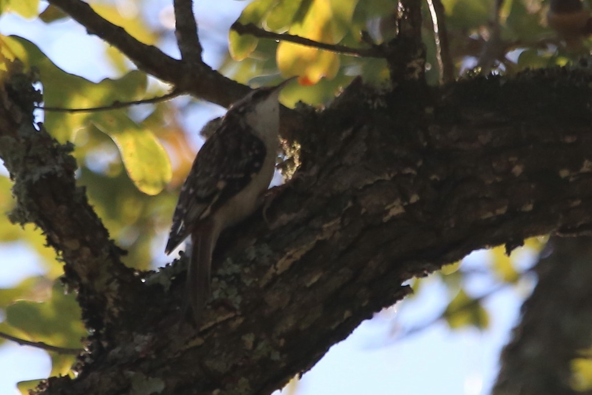 Grimpereau brun - ML644551854