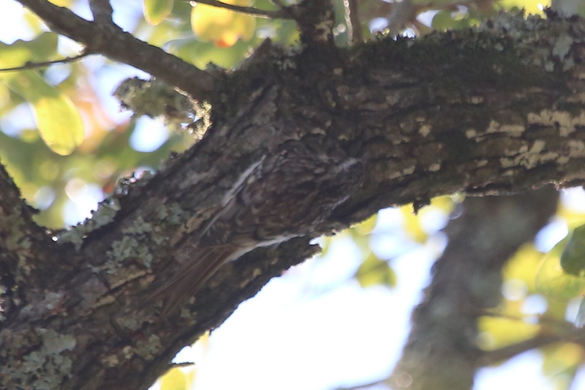 Grimpereau brun - ML644551857