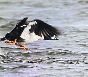 Barrow's Goldeneye - ML644551859