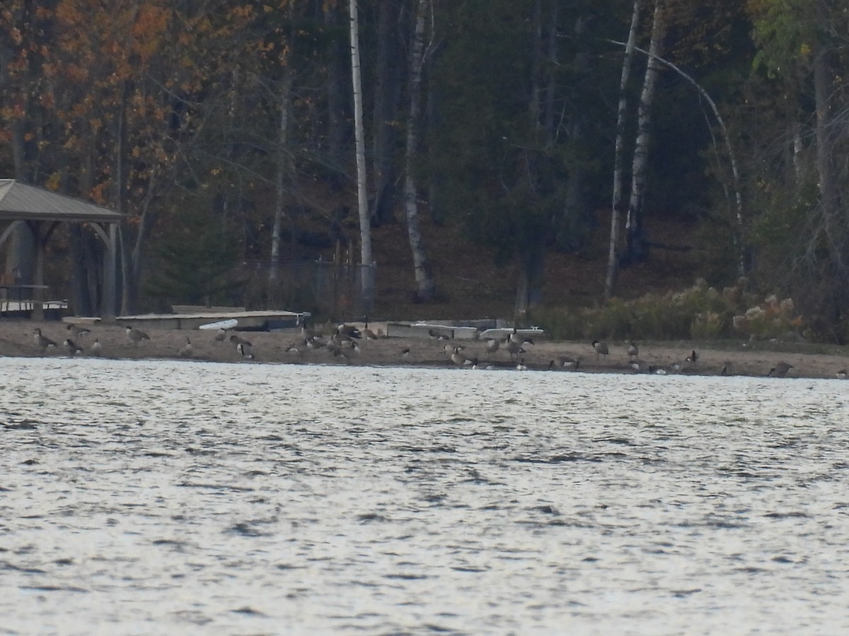 Canada Goose - ML644551863