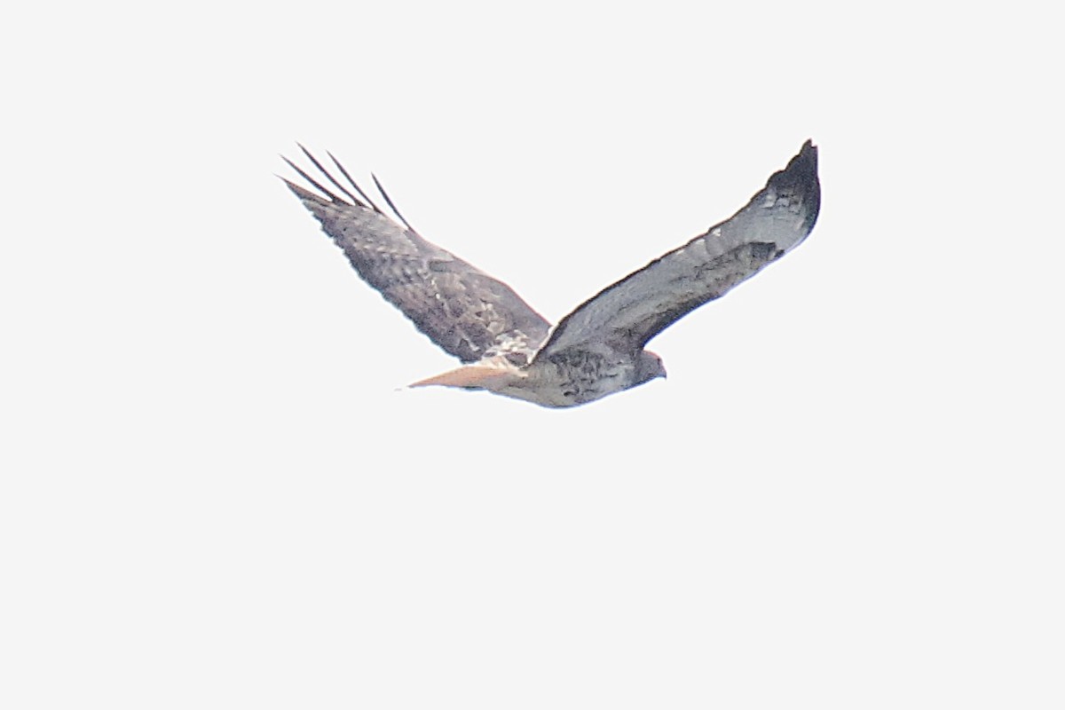 Канюк неоарктичний - ML644551864