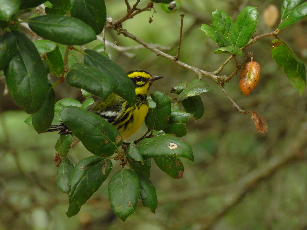 Townsend Ötleğeni - ML644551871