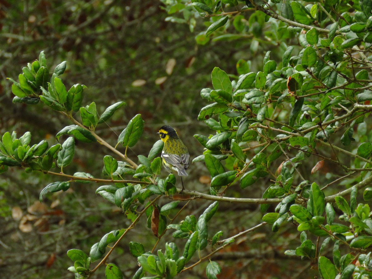 Townsend Ötleğeni - ML644551872