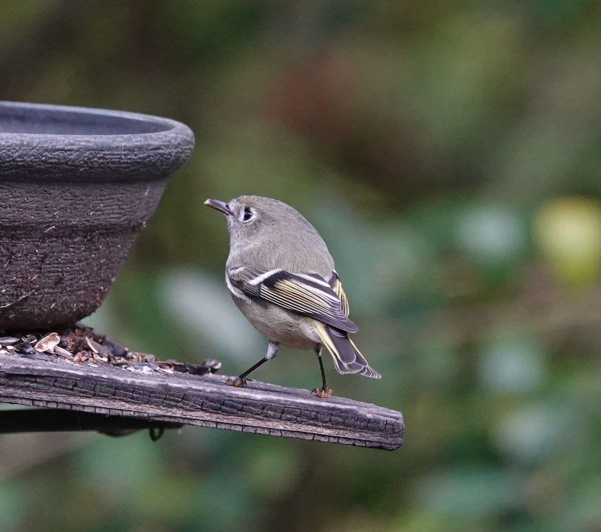 Золотомушка рубіновочуба - ML644551873