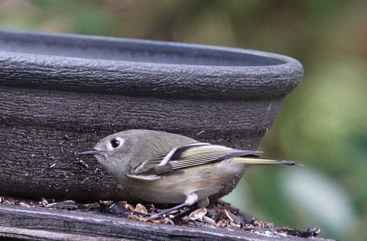 Золотомушка рубіновочуба - ML644551874