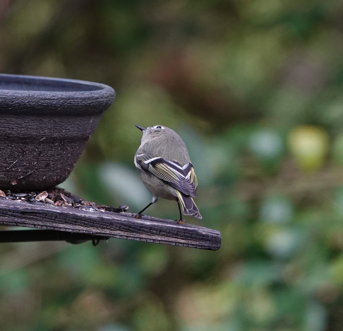 Золотомушка рубіновочуба - ML644551875