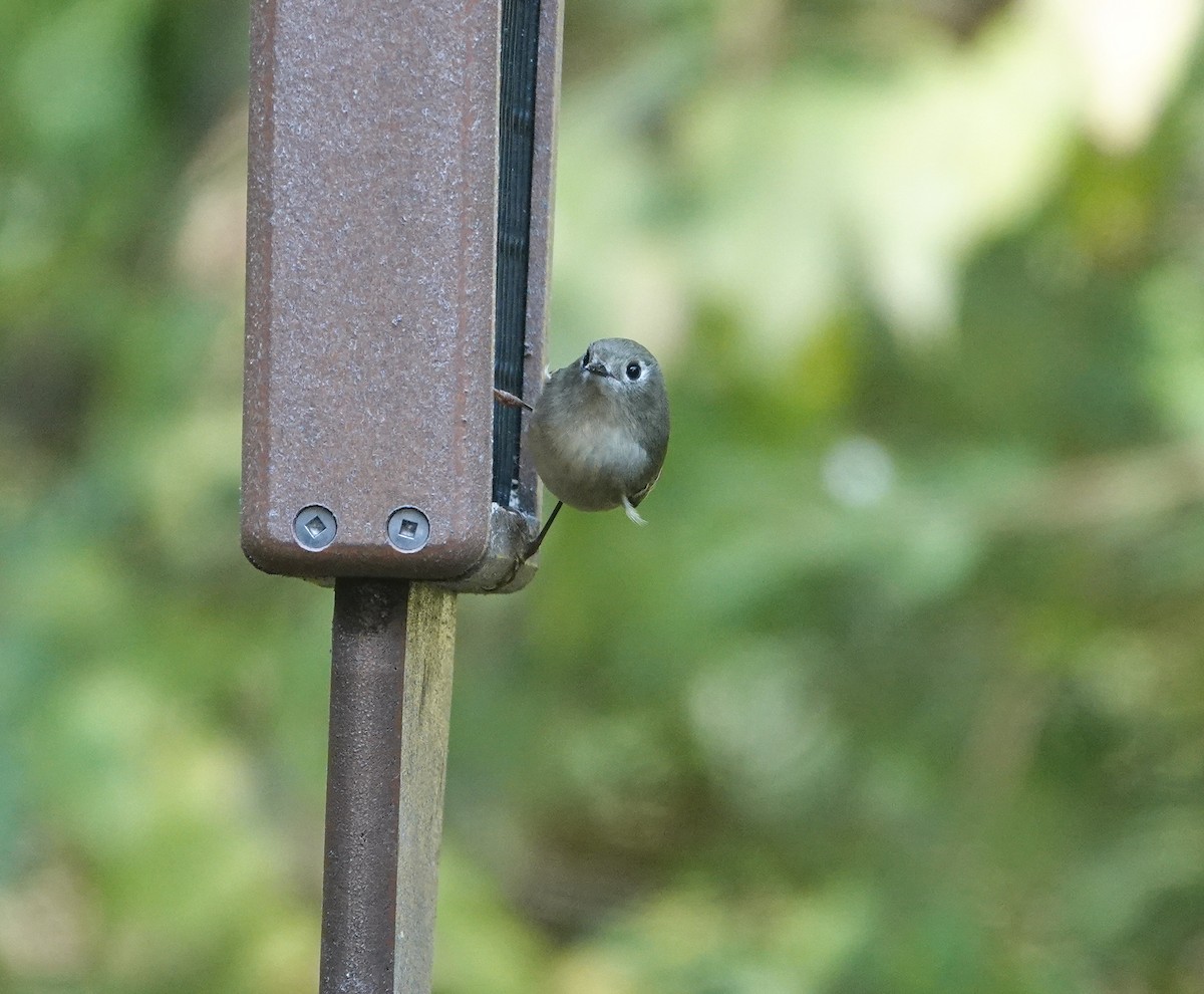 Золотомушка рубіновочуба - ML644551876