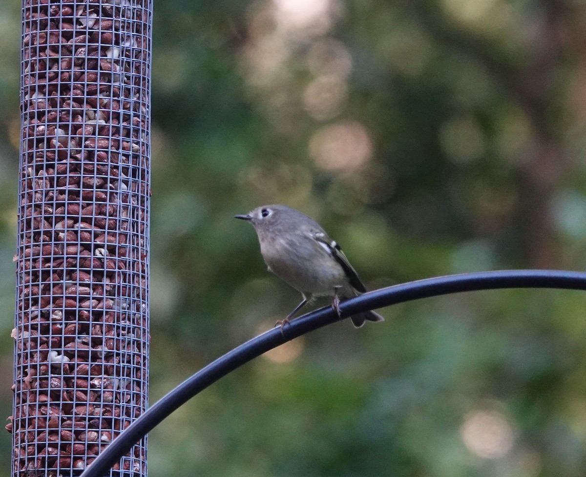 Золотомушка рубіновочуба - ML644551877