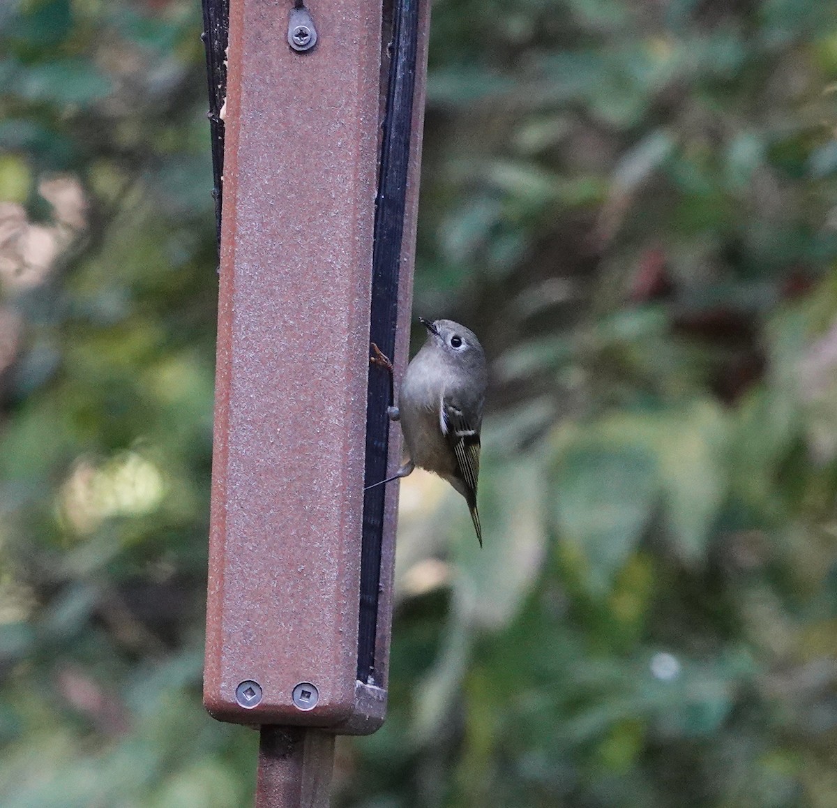 Золотомушка рубіновочуба - ML644551878