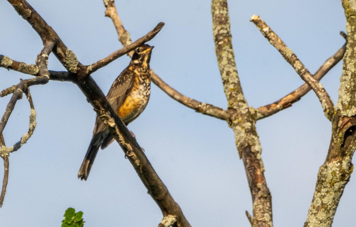 קיכלי נודד - ML644551879