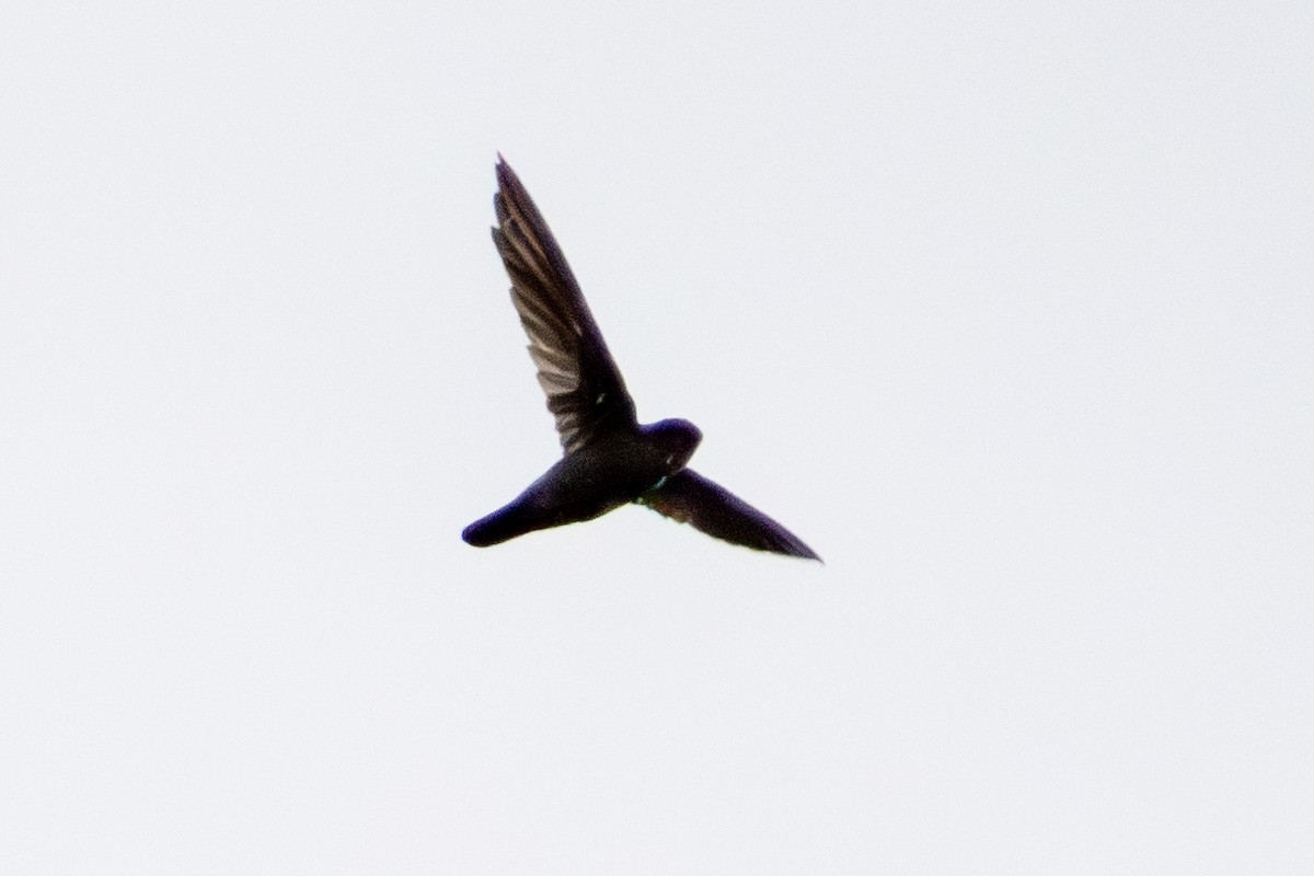 Salangane de Vanikoro - ML644551884