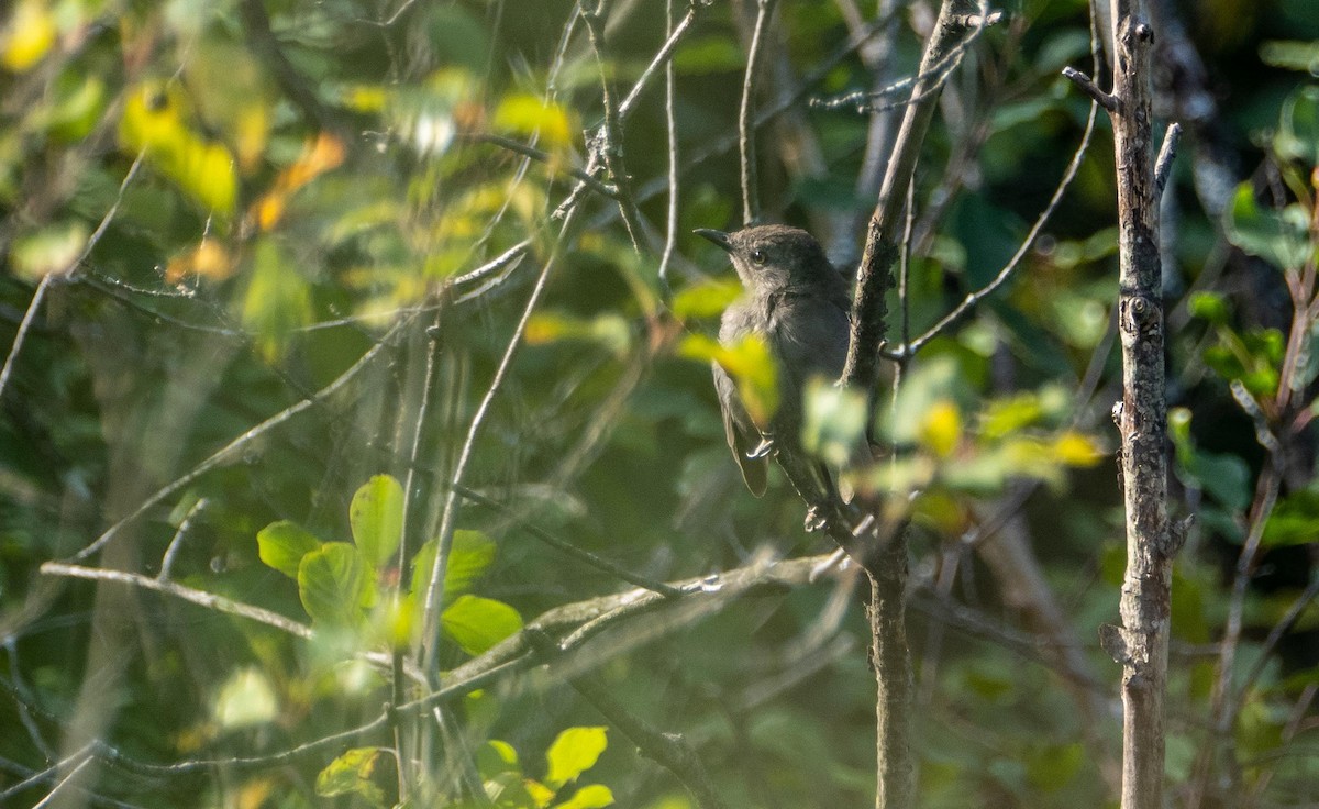 Gray Catbird - ML644551889