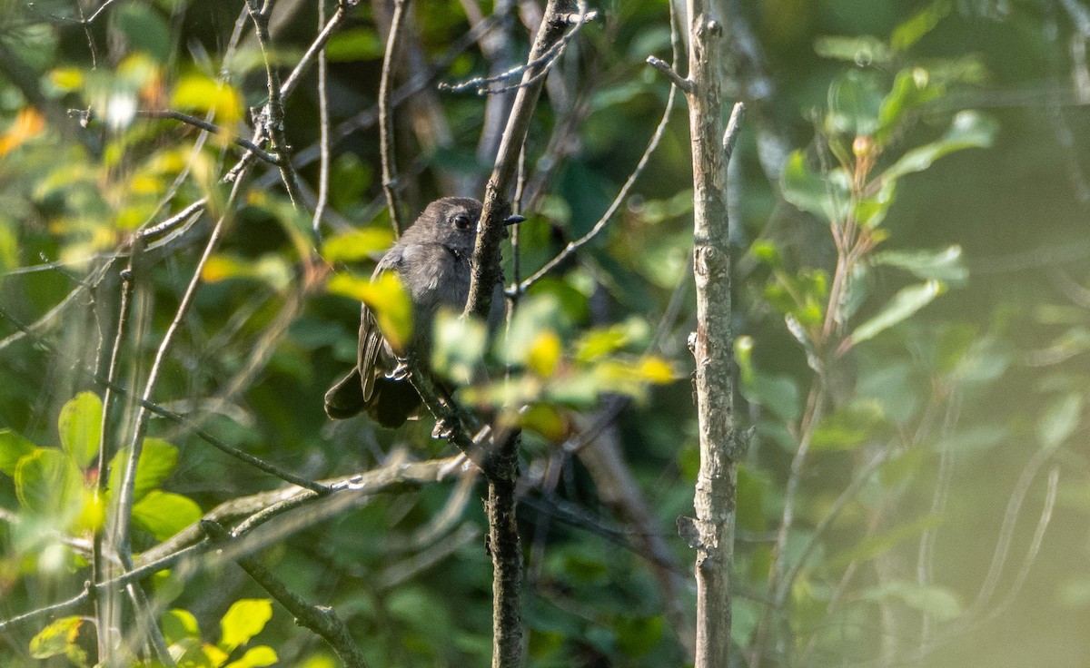 Gray Catbird - ML644551890