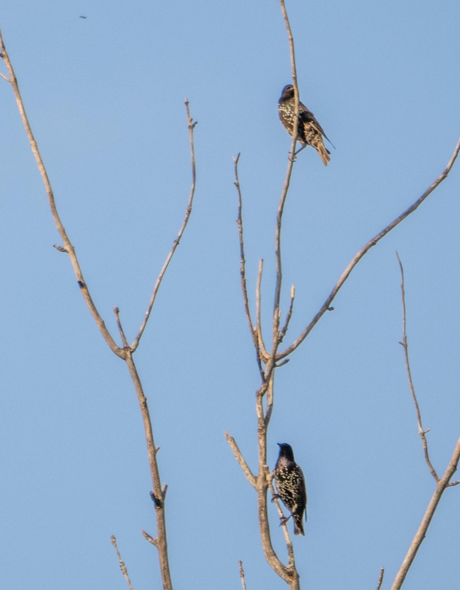 European Starling - ML644551896