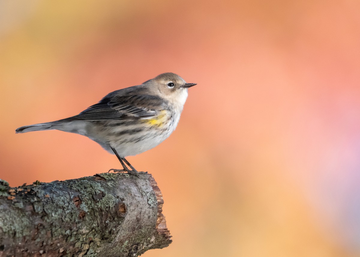 Yellow-rumped Warbler - ML644551901