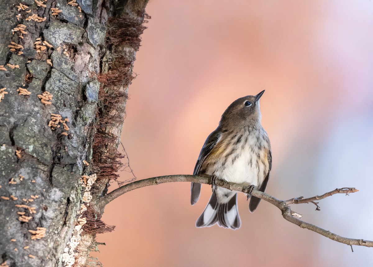 Yellow-rumped Warbler - ML644551902