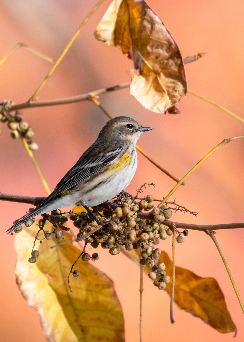 Yellow-rumped Warbler - ML644551903