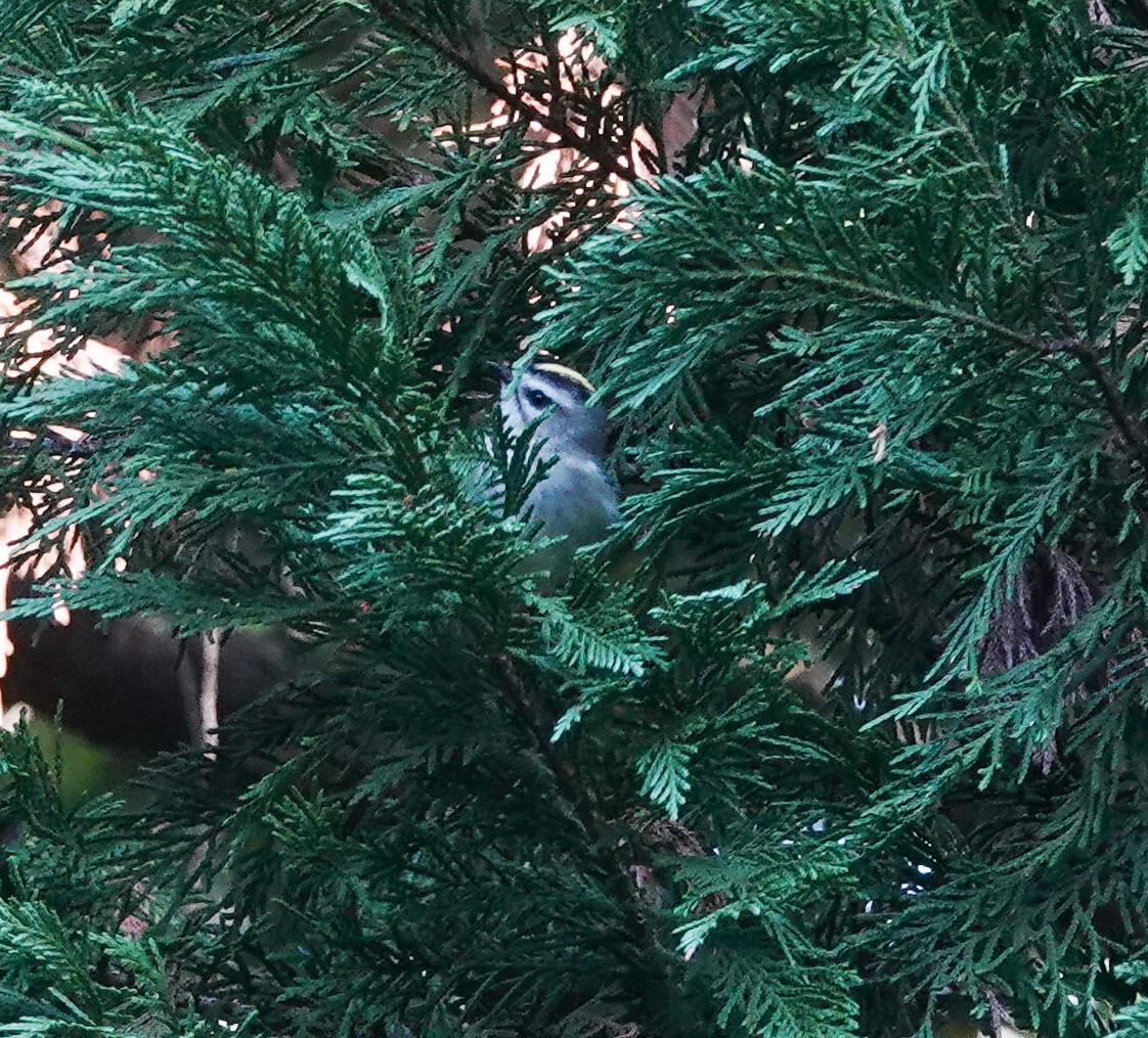 Golden-crowned Kinglet - ML644551918