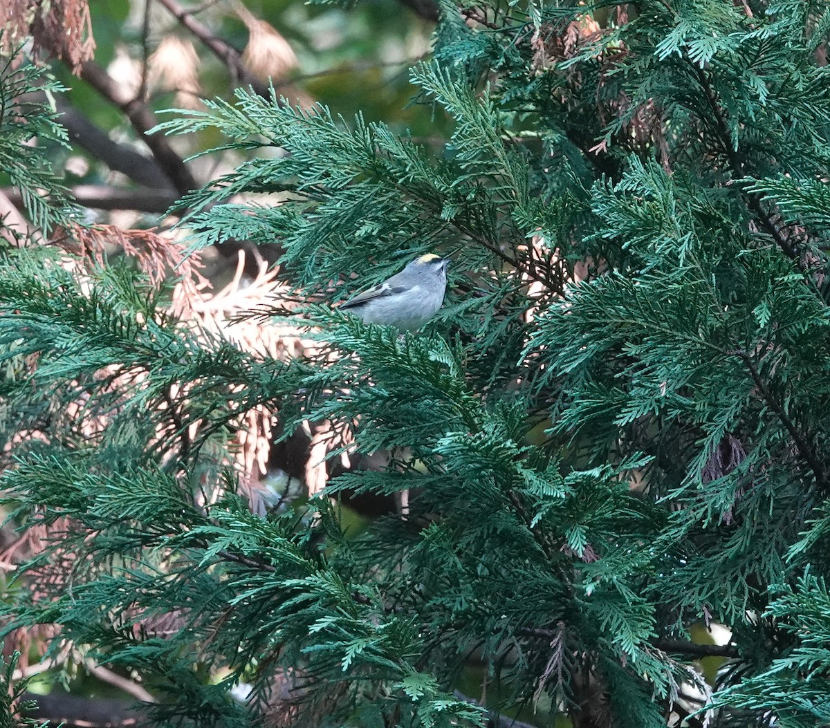 Golden-crowned Kinglet - ML644551919