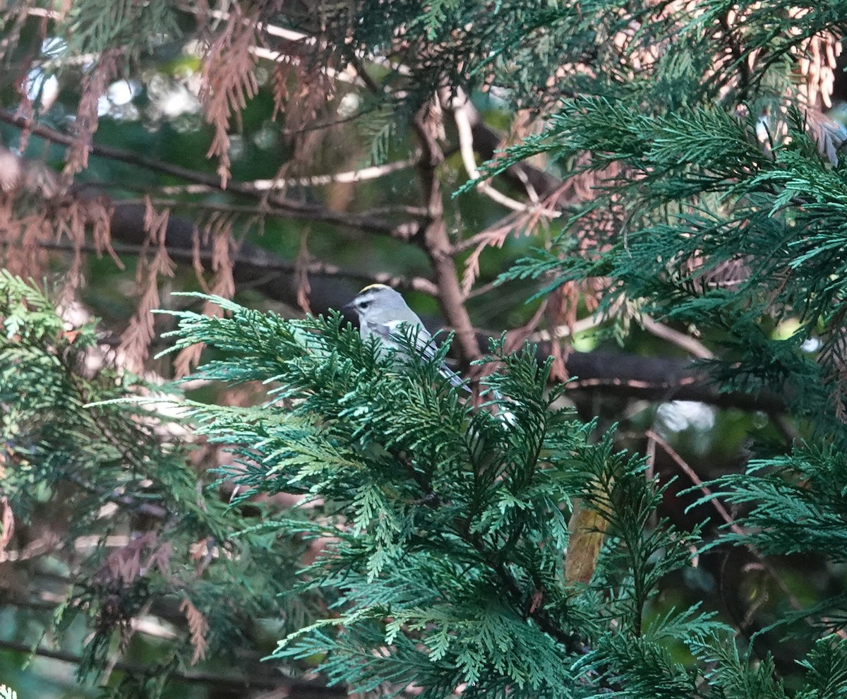 Golden-crowned Kinglet - ML644551920