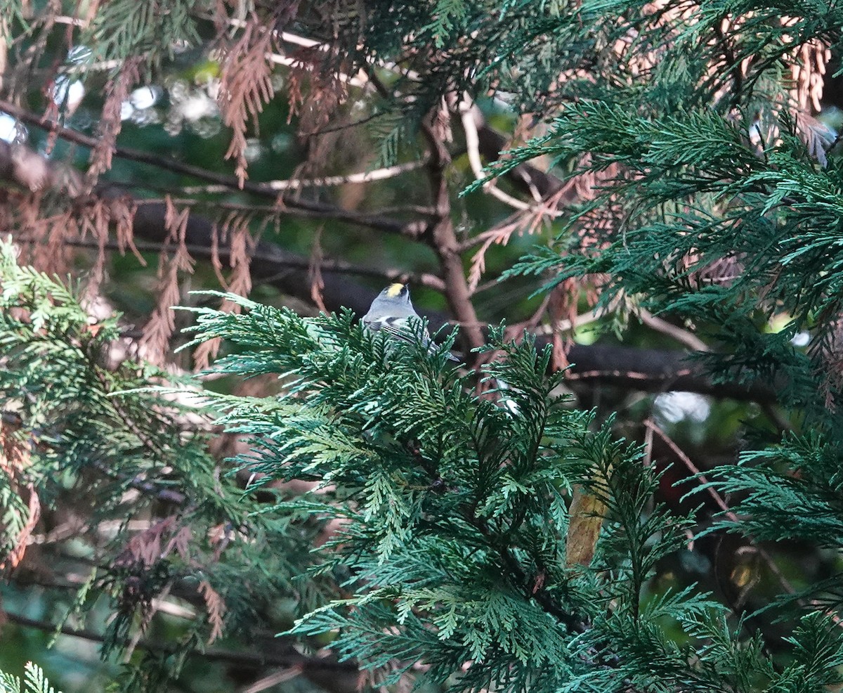 Golden-crowned Kinglet - ML644551921