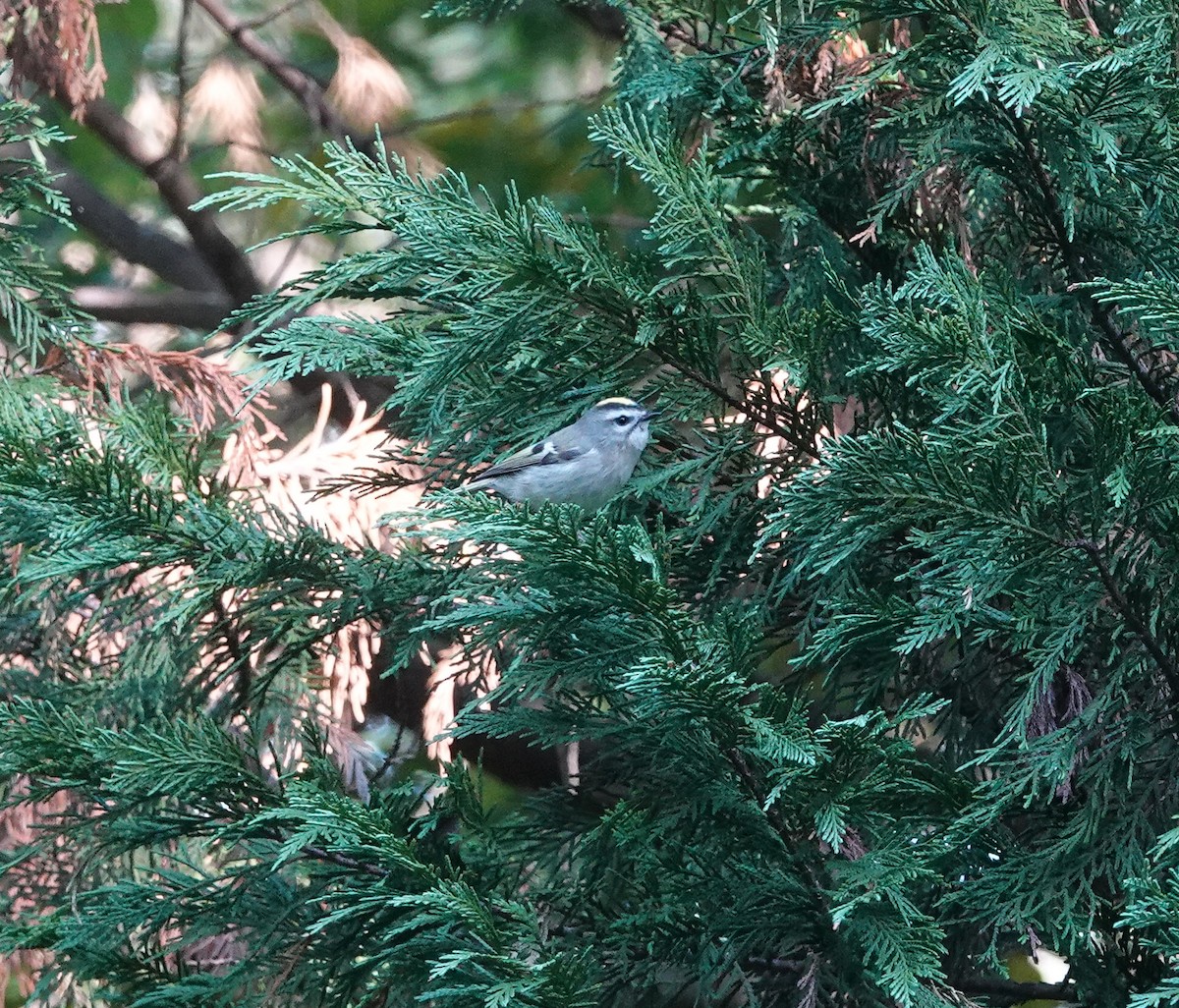 Golden-crowned Kinglet - ML644551922
