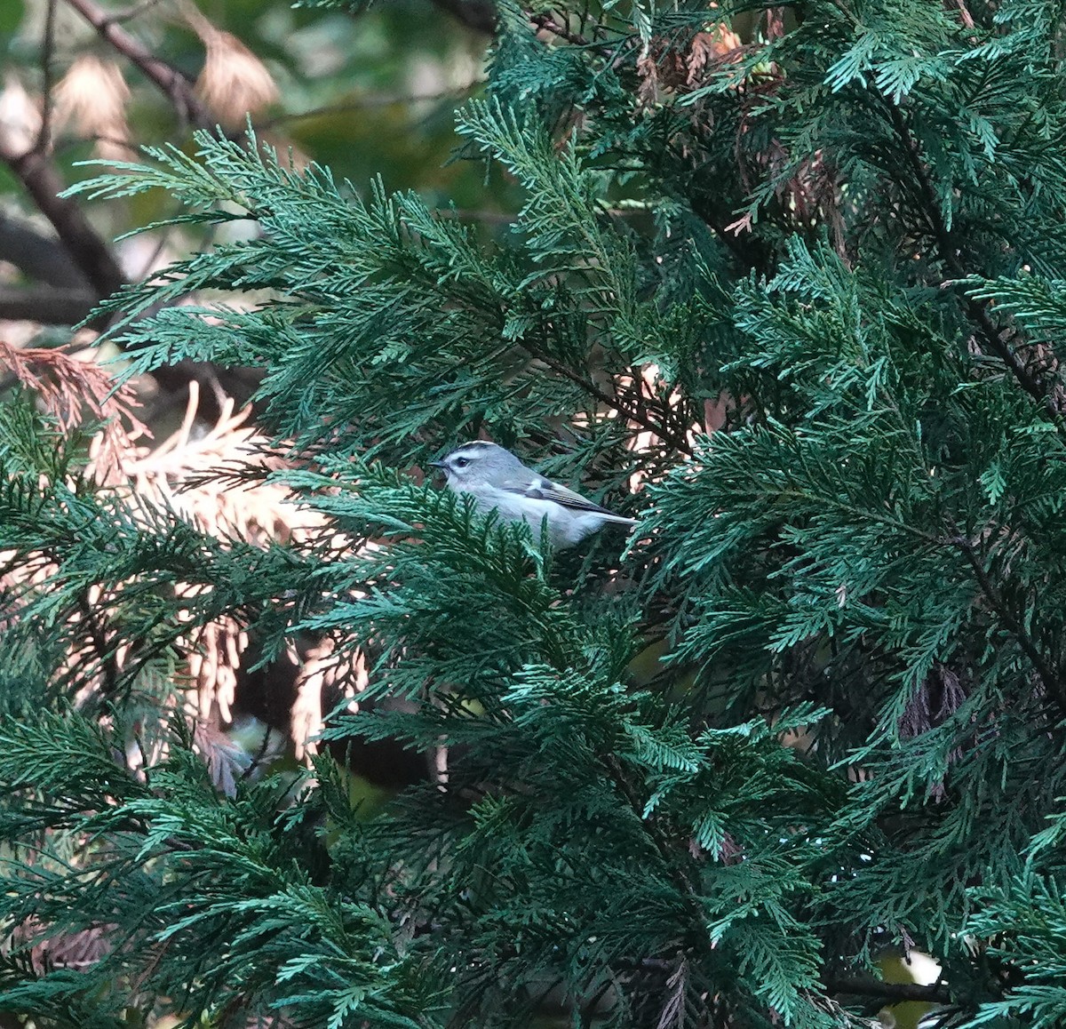 Golden-crowned Kinglet - ML644551924