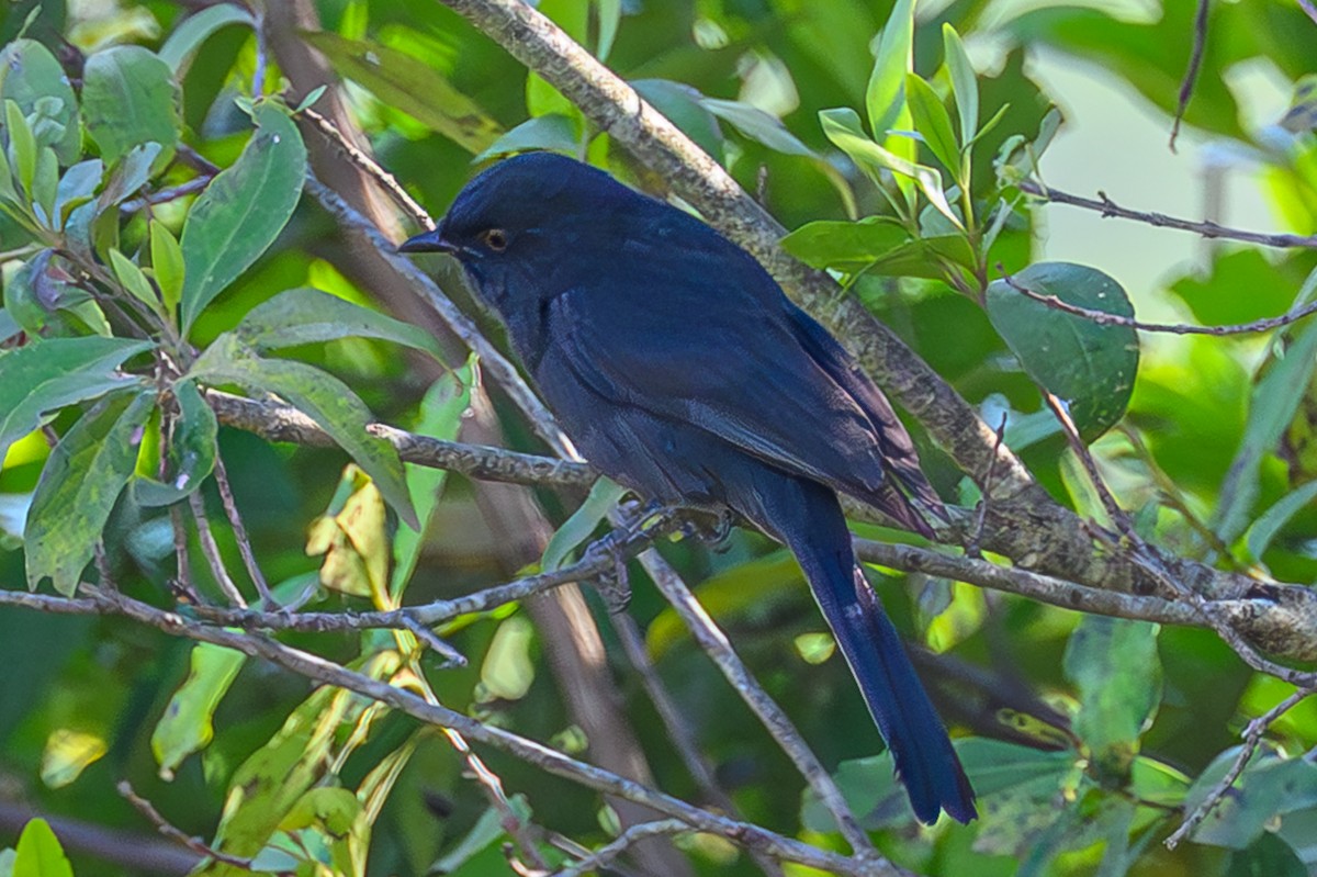 Gobemouche drongo - ML644551928