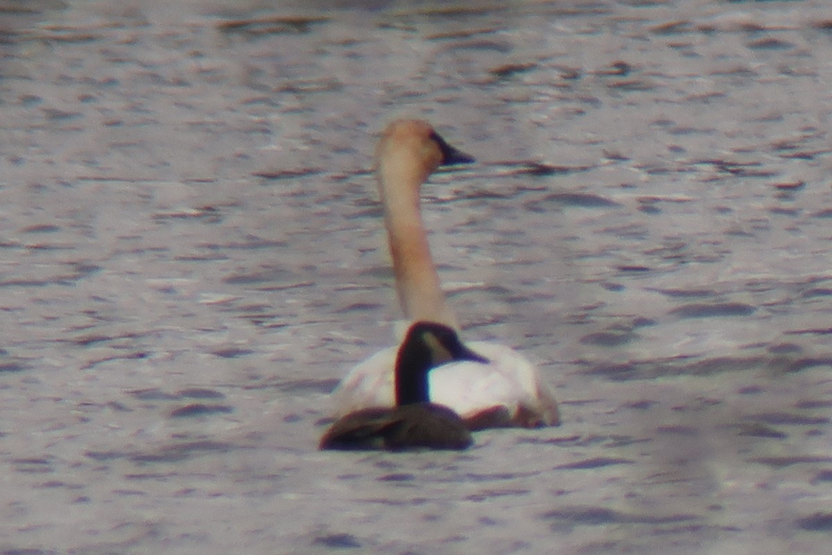 Canada Goose - ML644551931