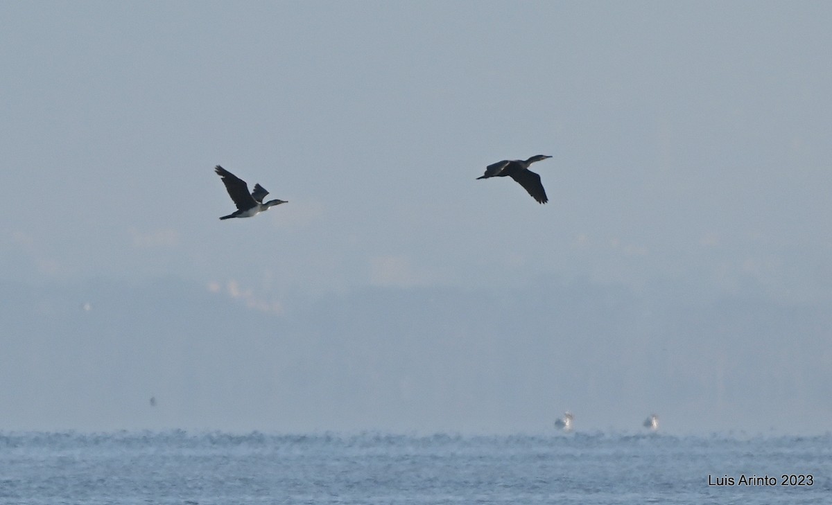 Great Cormorant (White-breasted) - ML644551934