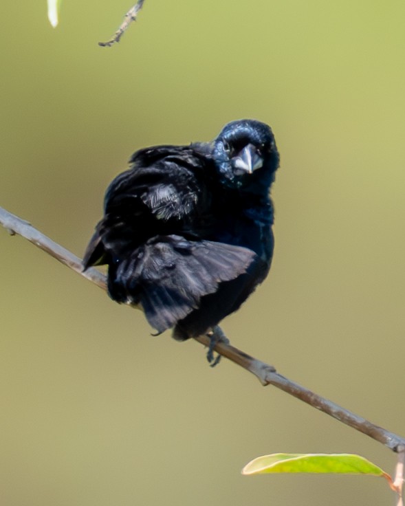 Blue-black Grassquit - ML644551935