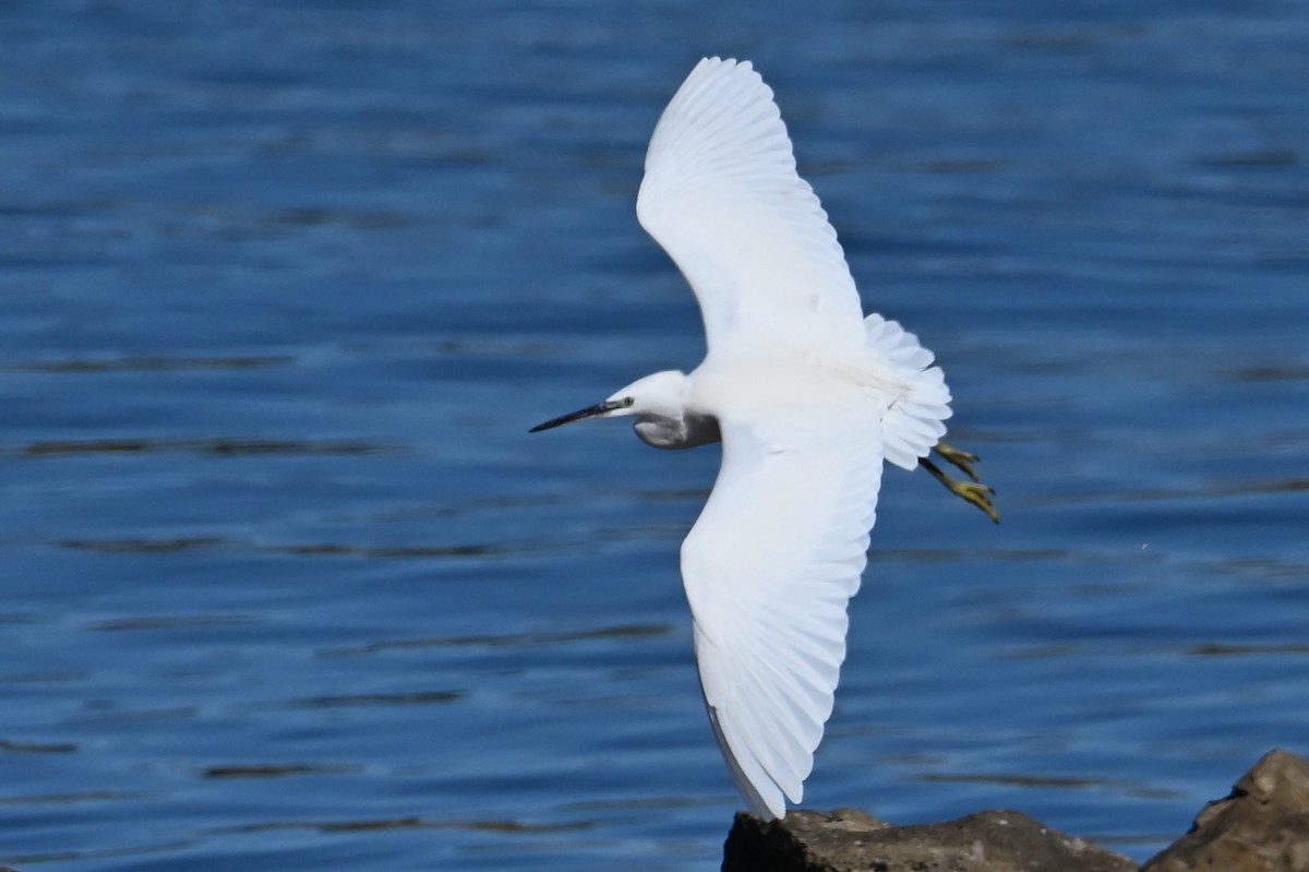 Little Egret - ML644551947