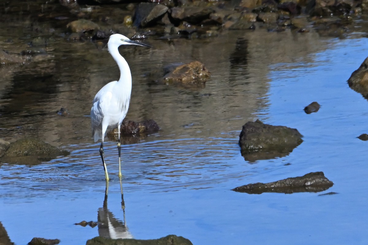 Little Egret - ML644551948