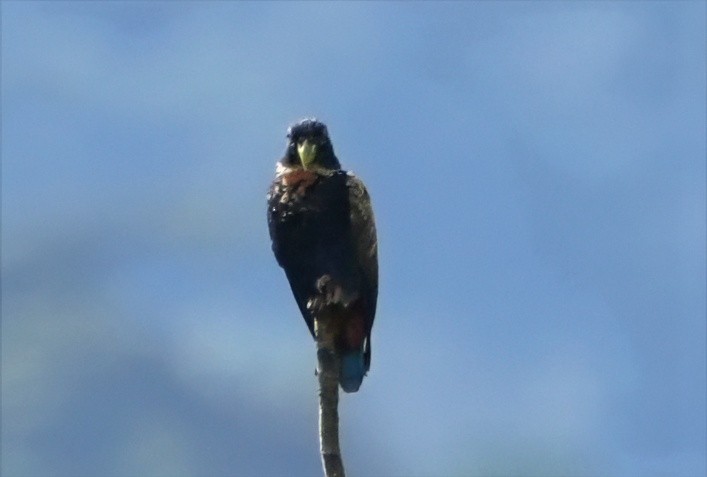 Bronze-winged Parrot - ML644551957