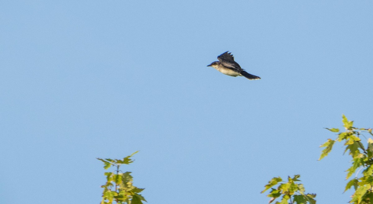 Tyran tritri - ML644551960