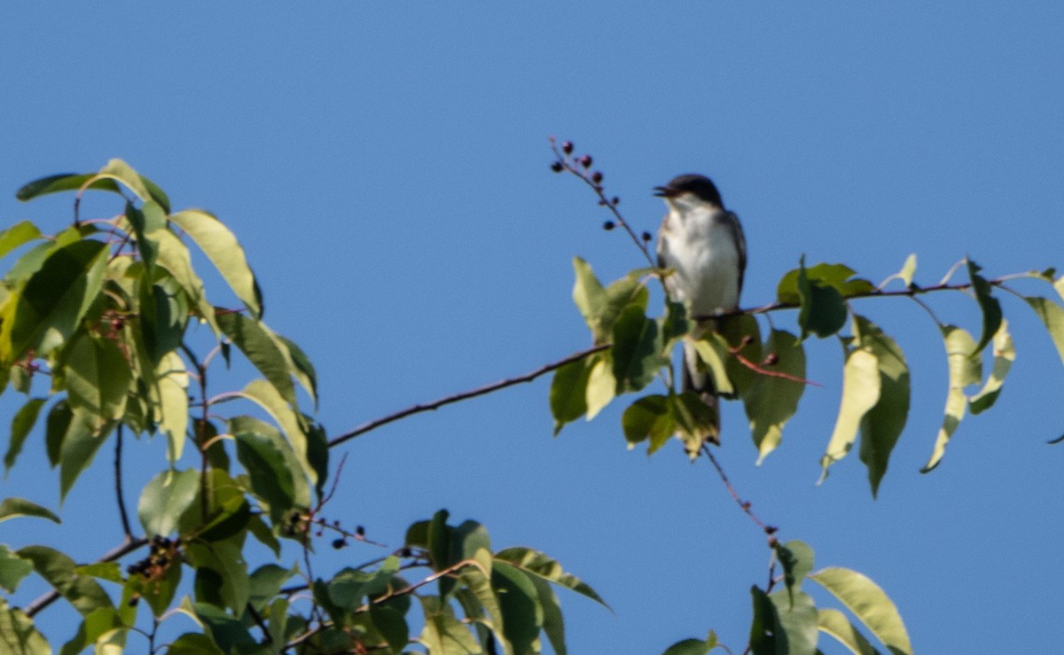 Tyran tritri - ML644551961