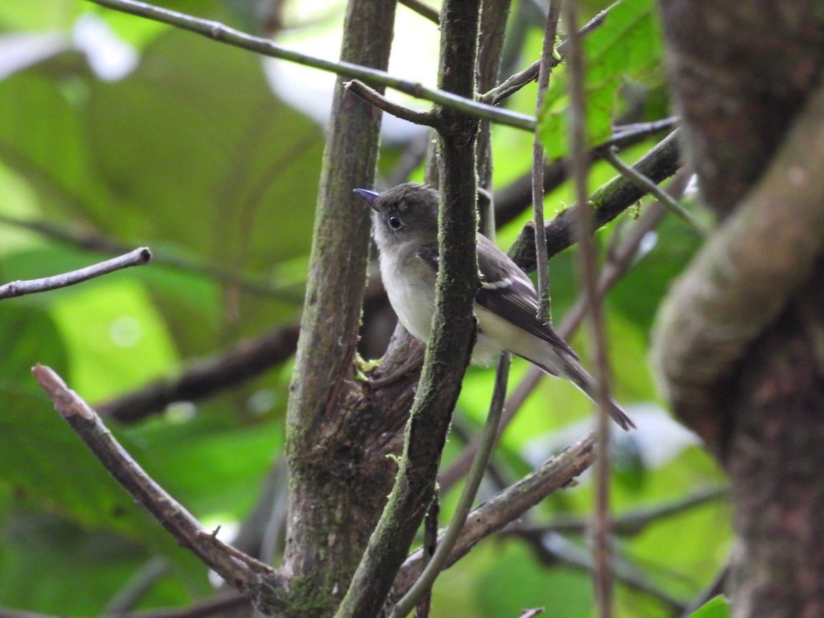 Acadian Flycatcher - ML644551962