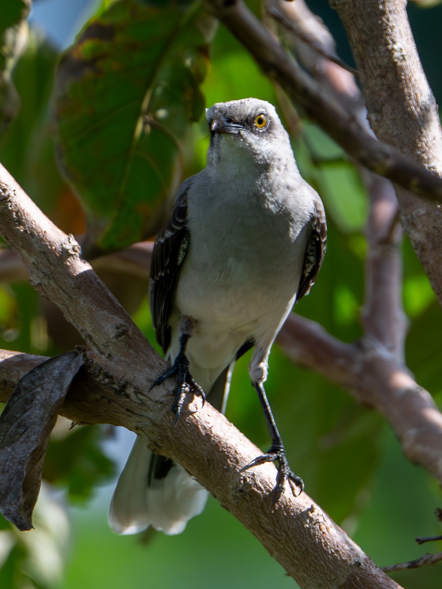 Tropical Mockingbird - ML644551963