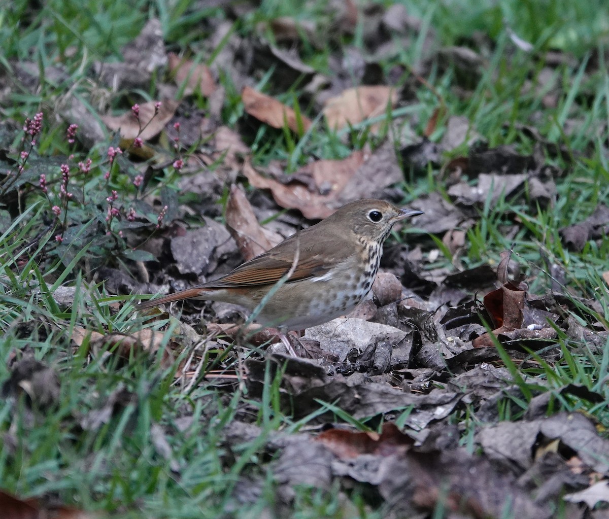 Hermit Thrush - ML644551966