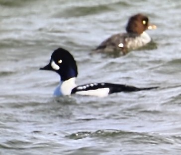 Barrow's Goldeneye - ML644551971