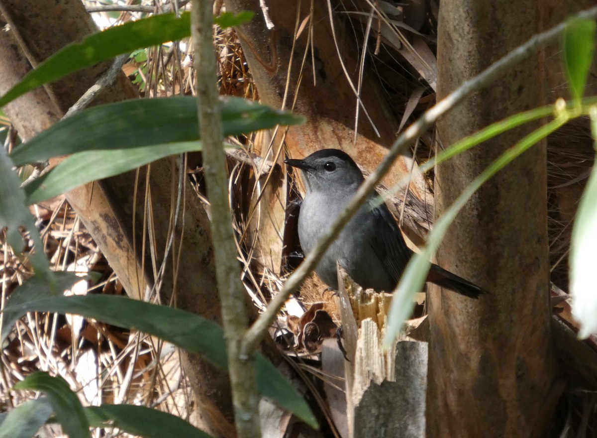 Gray Catbird - ML644551974