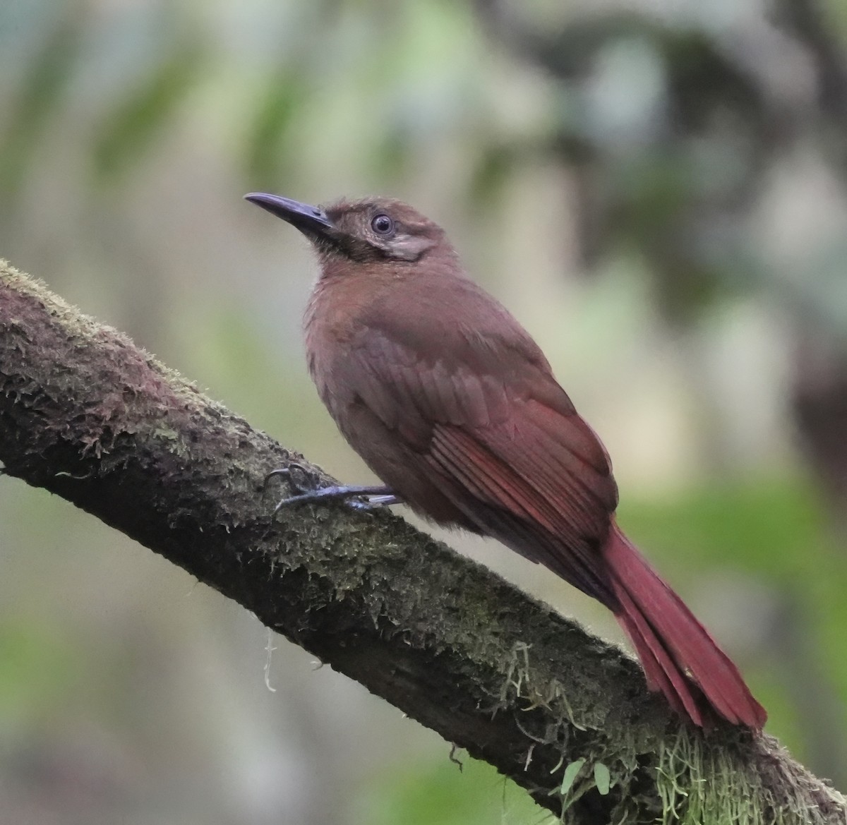 Plain-brown Woodcreeper - ML644551979