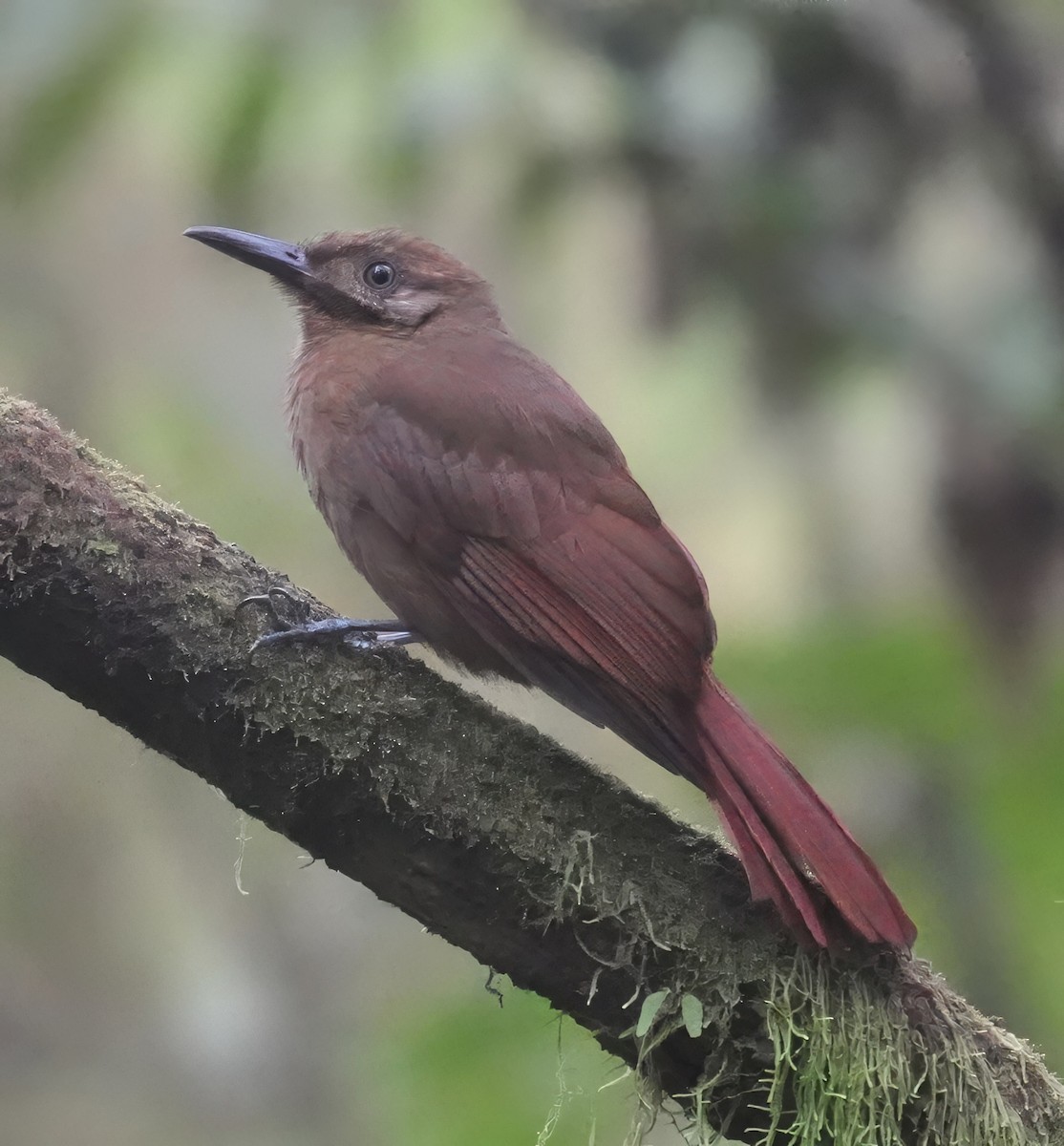 Plain-brown Woodcreeper - ML644551980