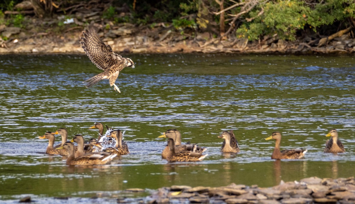 Wanderfalke - ML644551984