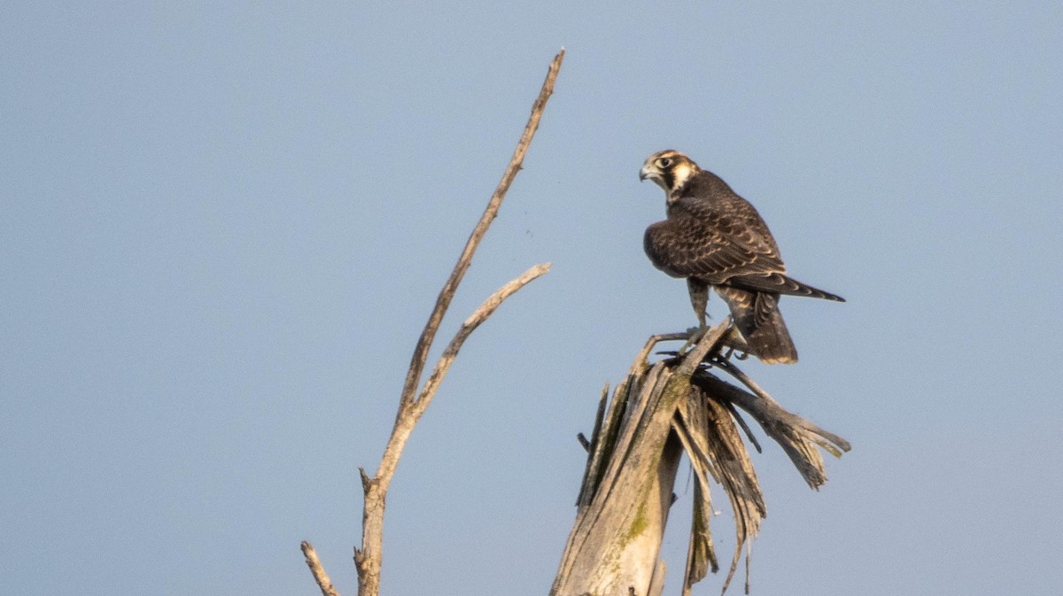 Belatz handia - ML644551987